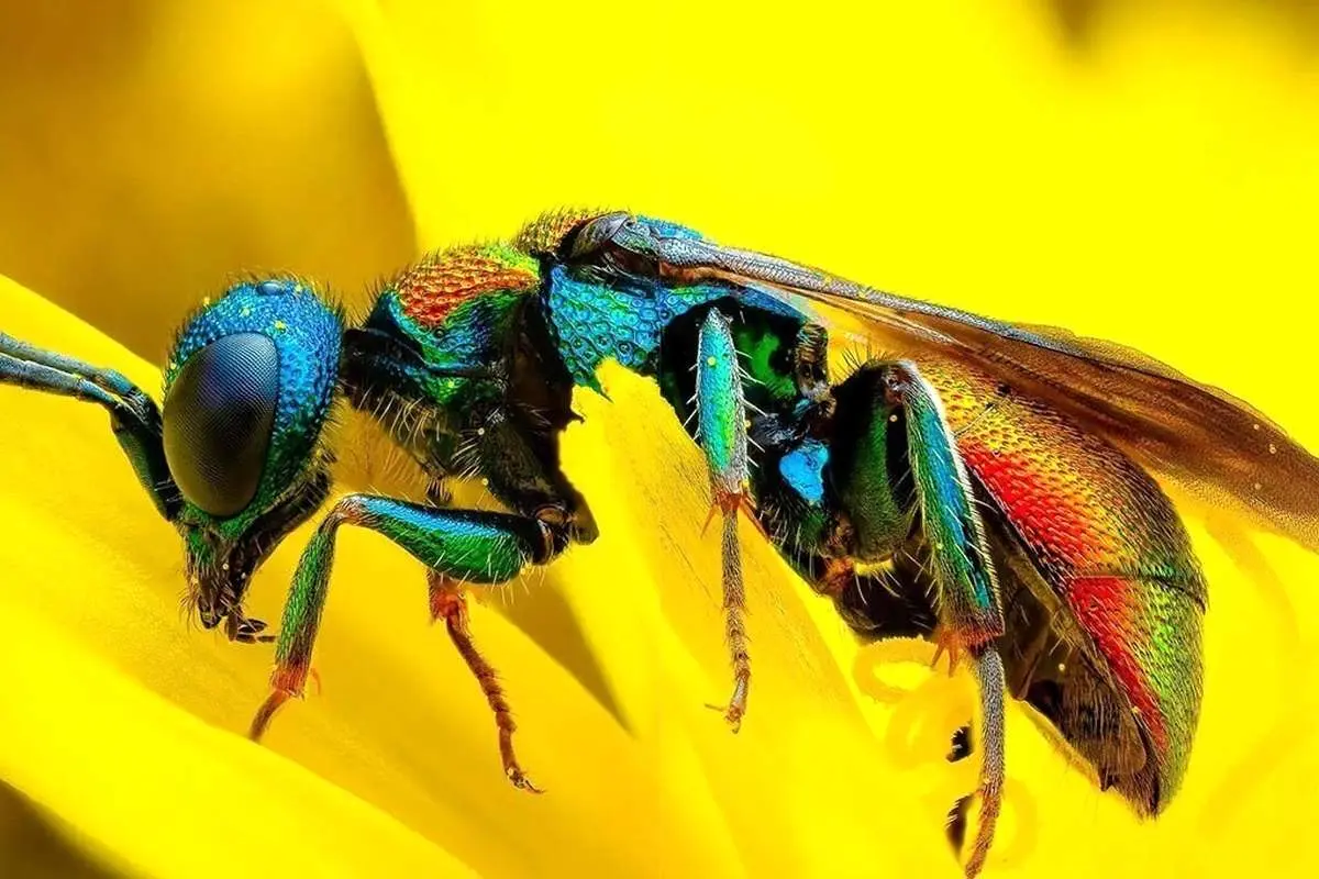 (تصاویر) زیبایی پنهان زنبور آتشین