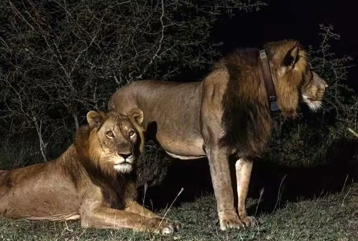 (ویدئو) شیر ۳ پا برای یافتن جفت رکورد زد