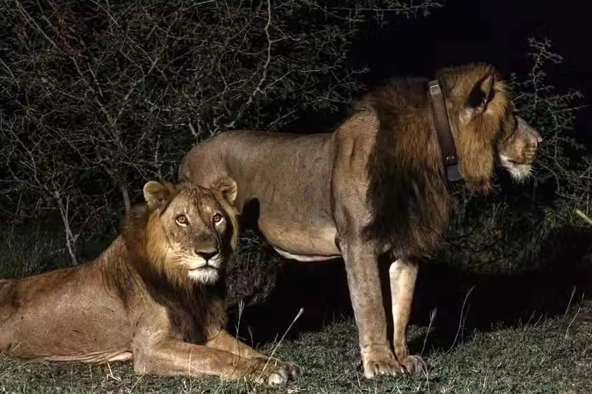 (ویدئو) شیر ۳ پا برای یافتن جفت رکورد زد