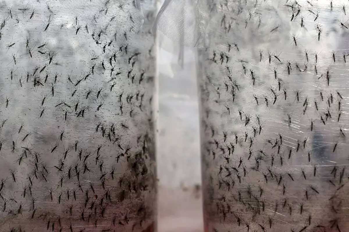 اگر دستگاه‌ها کوتاهی کنند «تب دنگی» همه‌گیر می‌شود