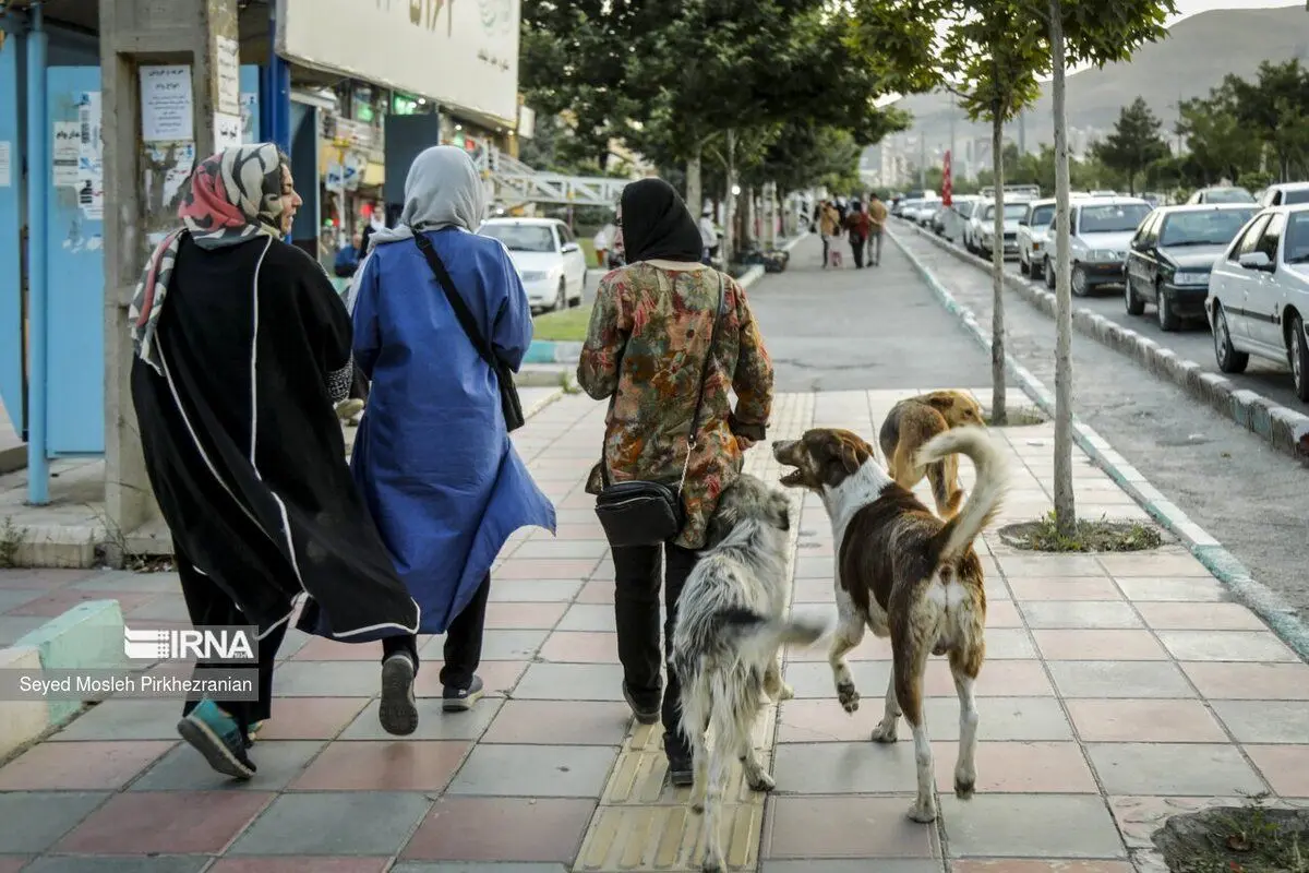 (تصاویر) جولان سگ‌های ولگرد در معابر سنندج