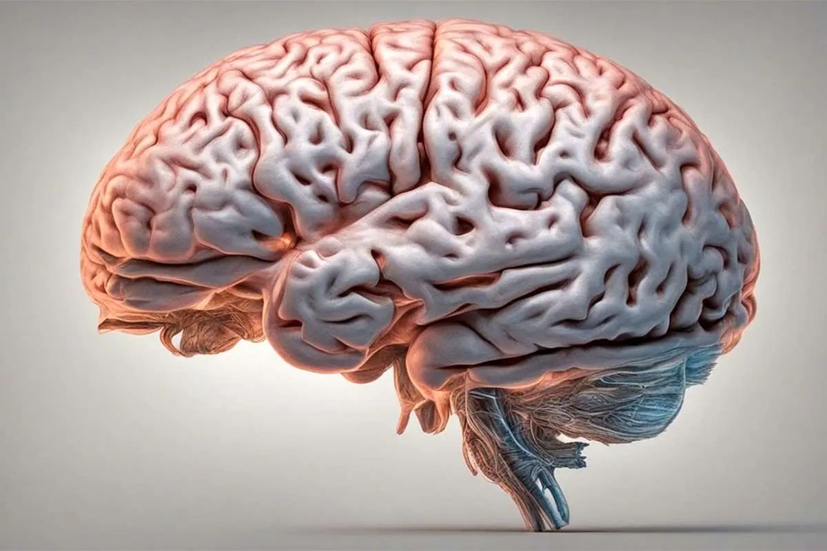 ۵ ماده غذایی برای بهبود عملکرد مغز