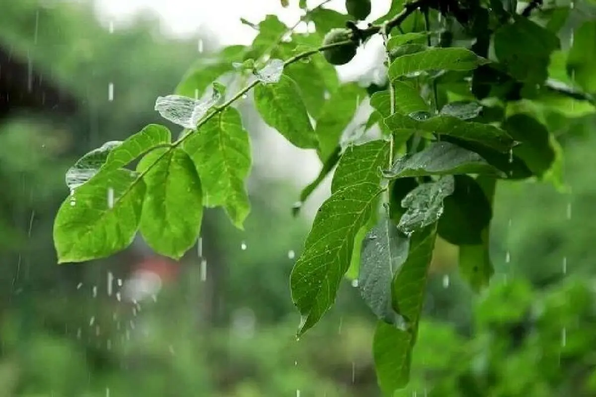 (ویدئو) بارش باران در لاهیجان، استان گیلان