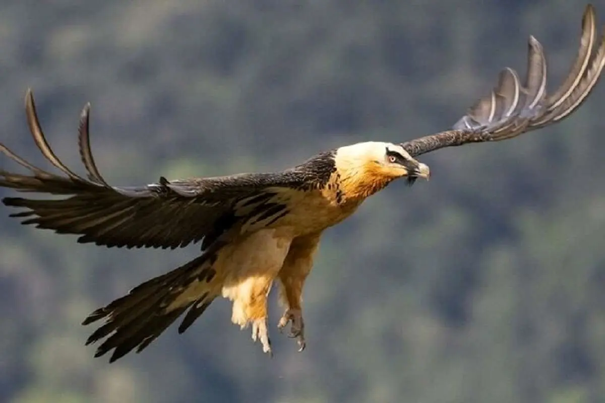 ویدئویی نادر از آشیانه عقاب در کوهستان زاگرس در ایلام