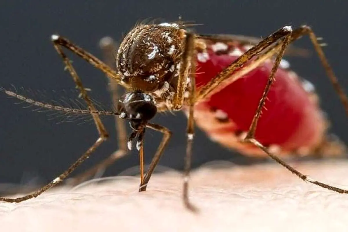 آسپرین و آنتی‌بیوتیک نباید در بیماری تب دنگی مصرف شود