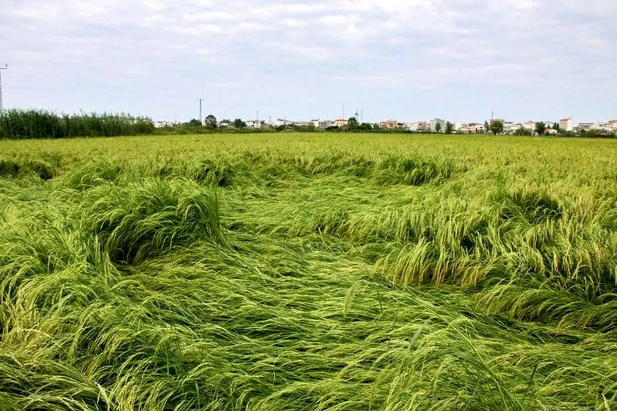 بلایی که باران بر سر شالیزارهای گیلان آورد