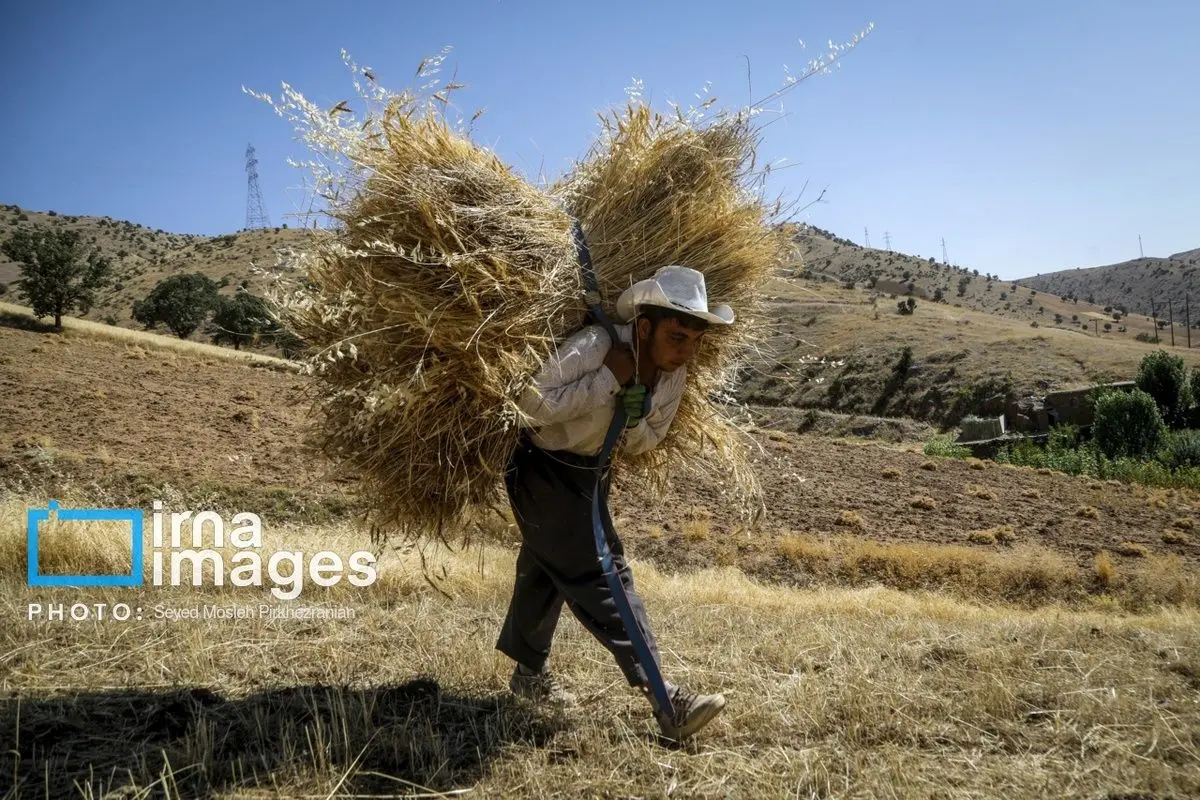 (تصاویر) برداشت سنتی گندم