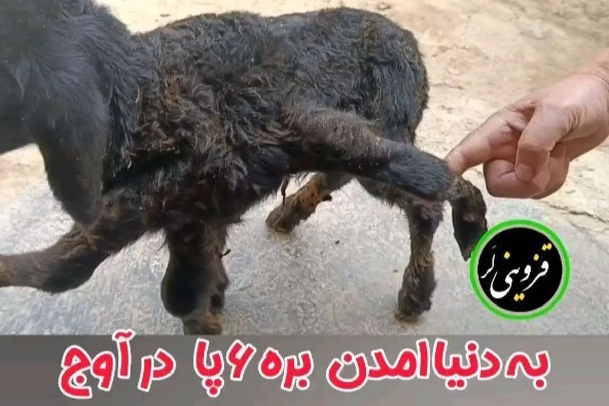 (ویدئو) عجیب اما واقعی؛ تولد بره شش پا در قزوین