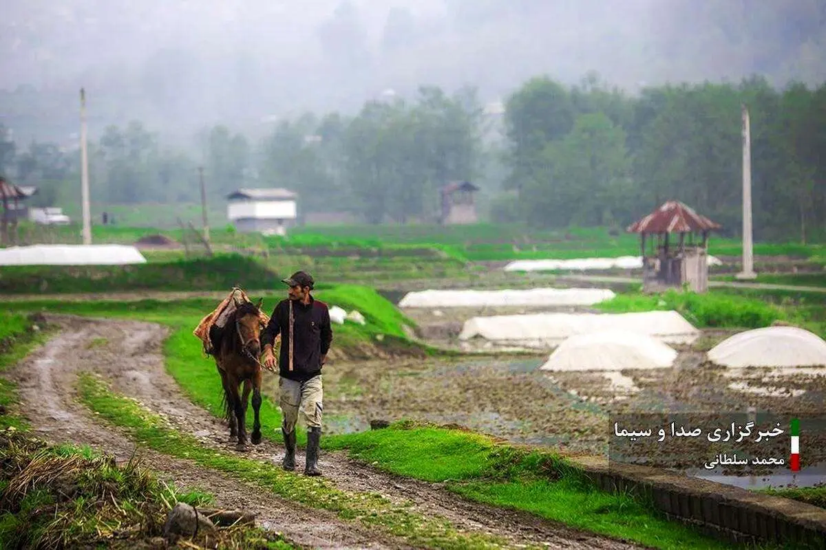 (تصاویر) کشت برنج در شالیزارهای مازندران