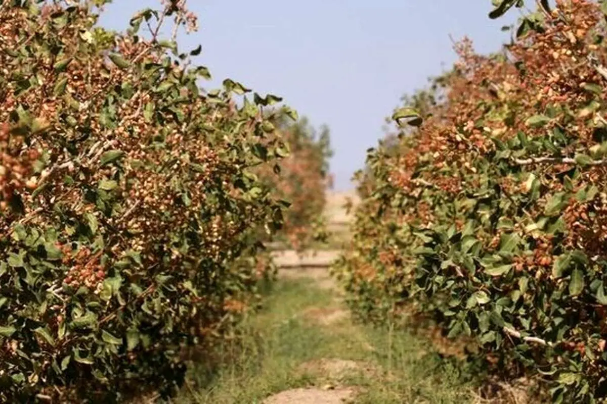 قطعی برق صدای باغداران پسته را هم درآورد؛ نگذارید هر چه رشتهایم، پنبه شود