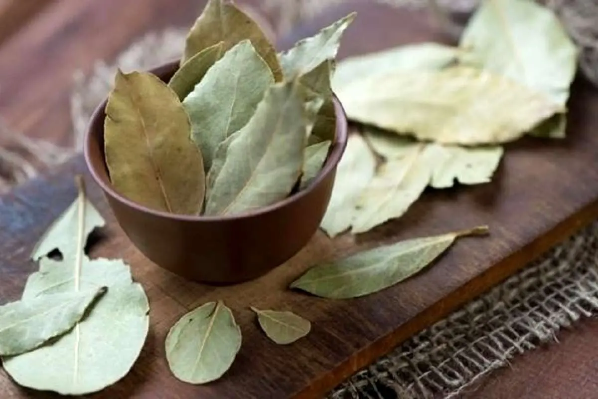 ۷ خاصیت برگ بو برای بدن