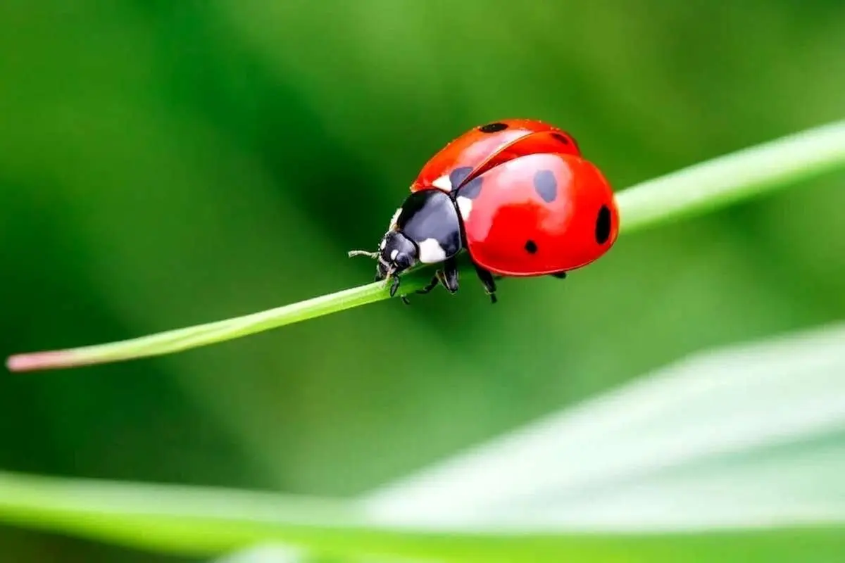 (ویدئو) کفشدوزک و این بال‌های پنهان و بزرگ