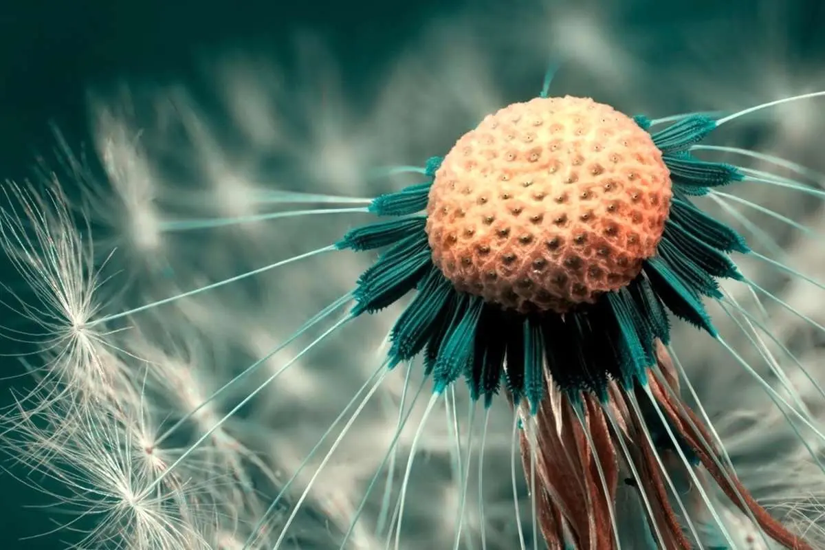 تفال به حافظ پنجشنبه ۱۸ مرداد ۱۴۰۳؛ مرحبا‌ای پیک مشتاقان بده پیغام دوست....