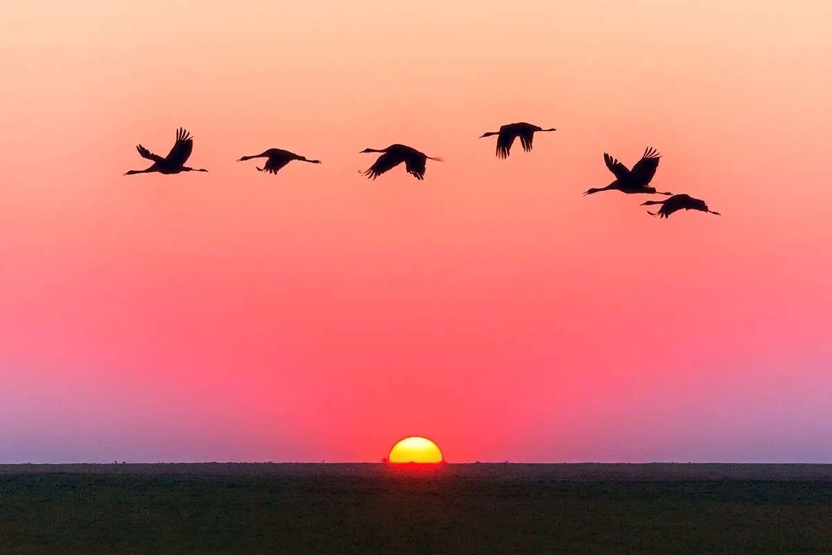 تفال به حافظ جمعه ۱۹ مرداد ۱۴۰۳؛ اگر به مذهب تو خون عاشق است مباح..