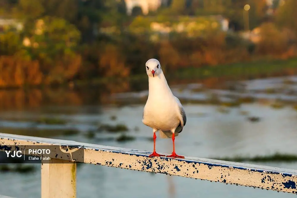 تصاویر؛ کاکایی‌ها؛ تماشایی‌ترین رفت‌وآمد زمستانی انزلی 9