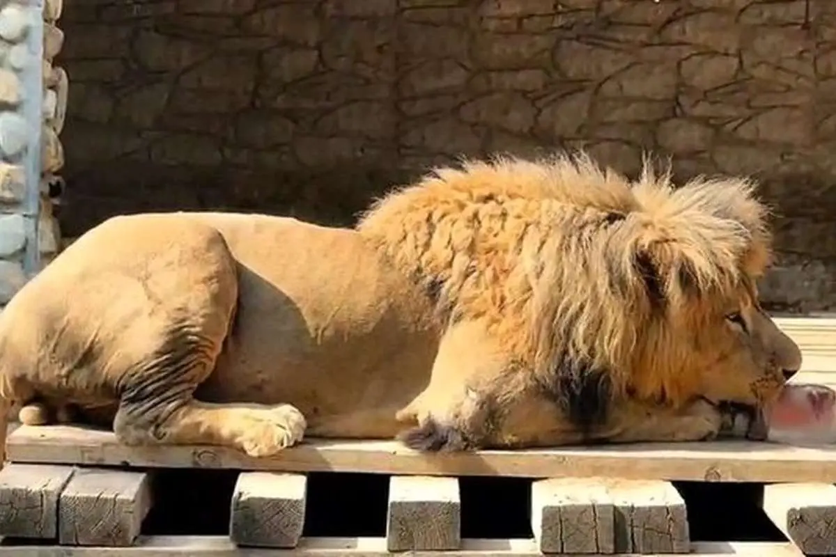 (ویدئو) یک ترفند جالب برای خنک‌کردن حیوانات در باغ وحش ارم