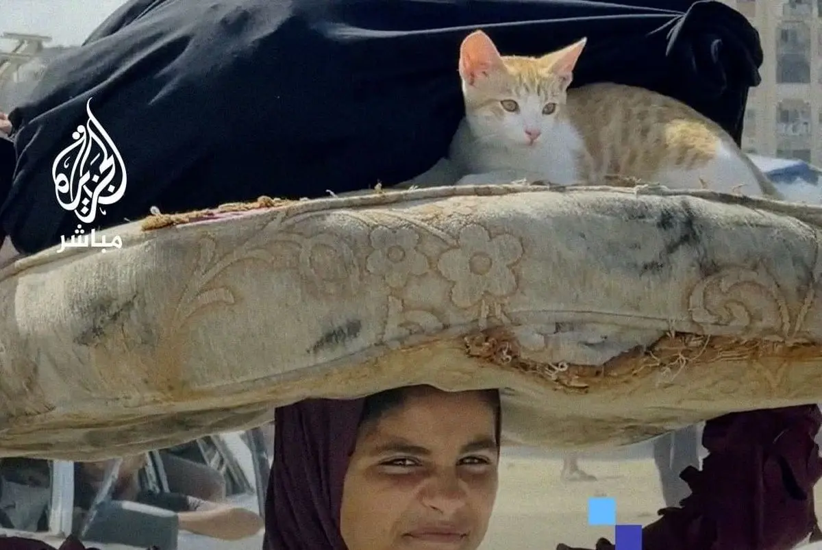 (ویدئو) دختر آواره فلسطینی با گربه‌ای روی سرش پربازدید شد