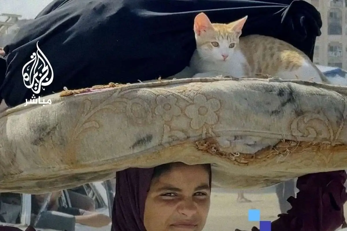 (ویدئو) دختر آواره فلسطینی با گربهای روی سرش پربازدید شد