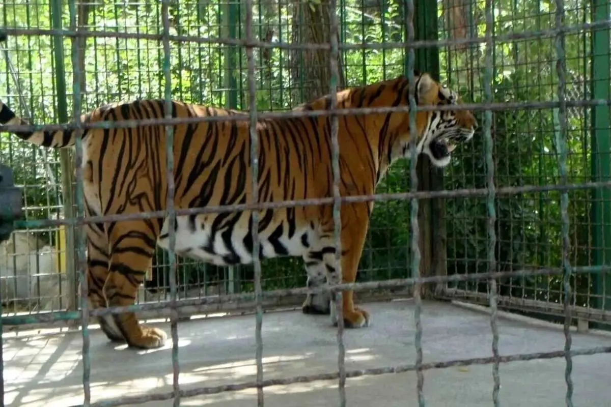 (ویدئو) آب تنی ببر باغ وحش وکیل آباد مشهد در این روز‌های گرم