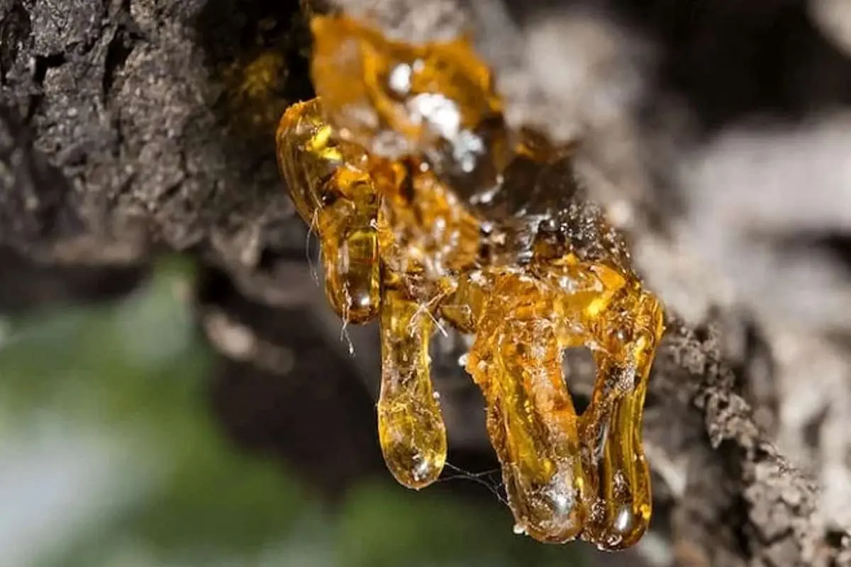 خواص صمغ درخت زردآلو
