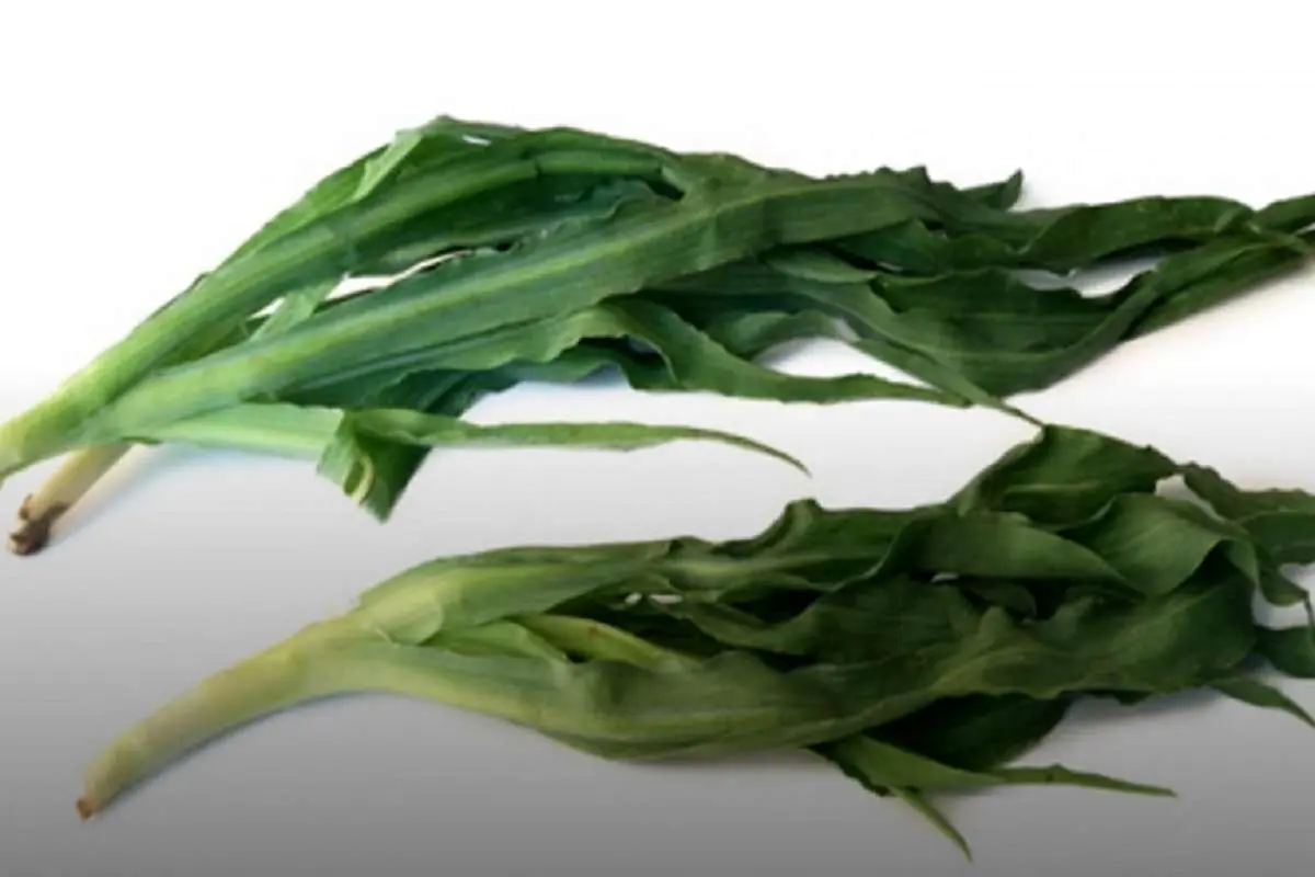 خواص گیاه شنگ برای سلامتی و روش مصرف آن
