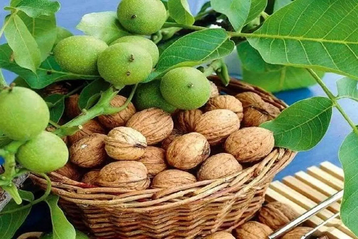 خاصیت برگ گردو + طرز تهیه دمنوش