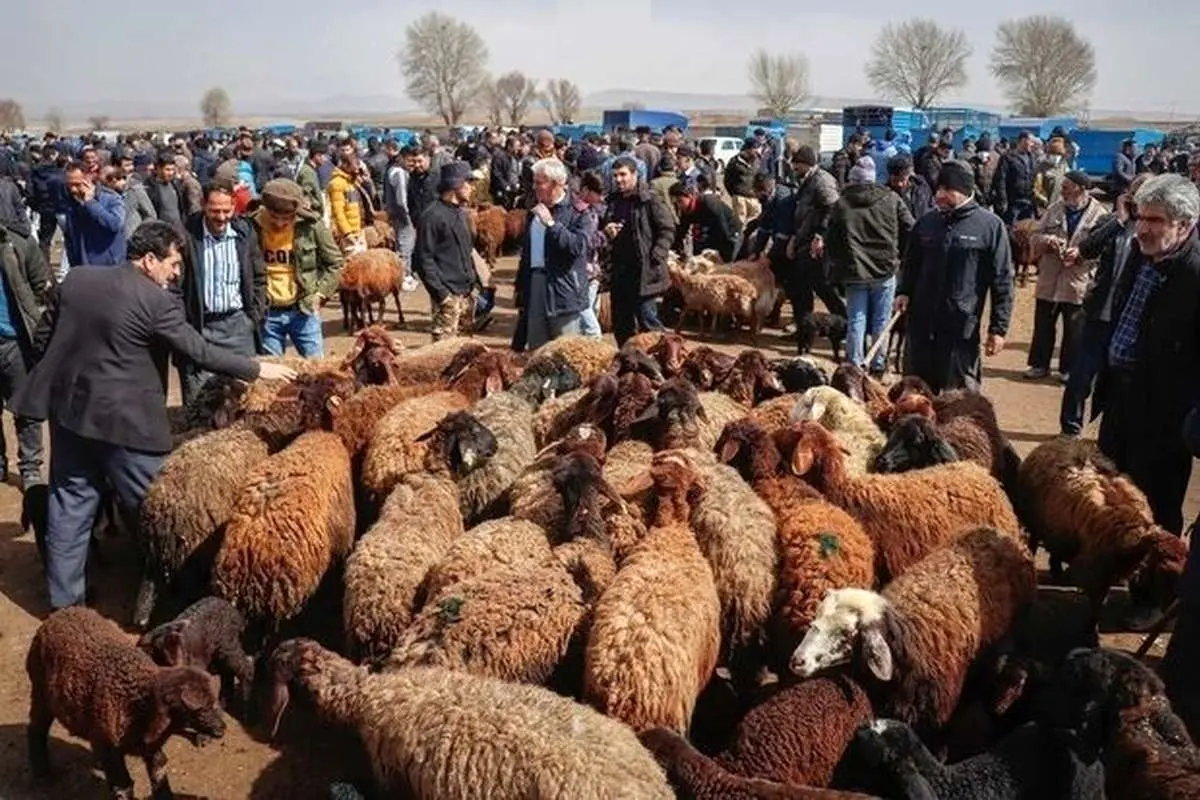 قیمت دام زنده امروز ۲۰ مرداد ۱۴۰۳