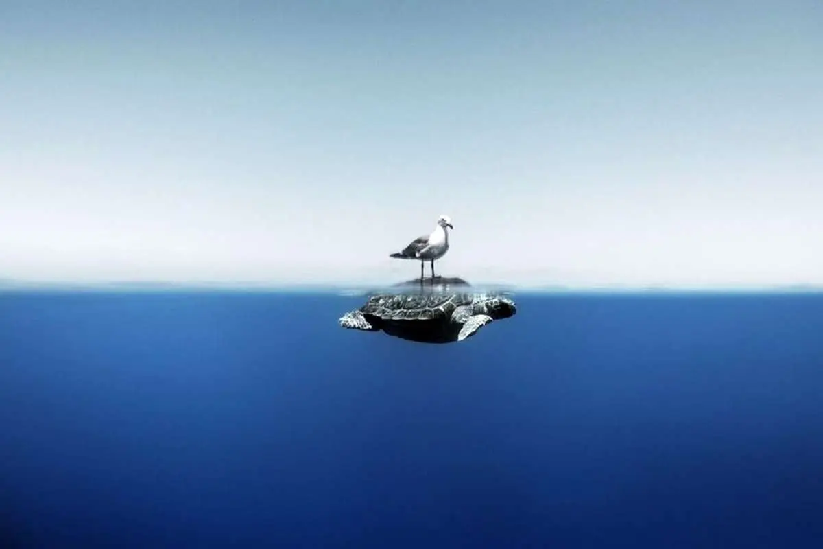 (تصاویر) فینالیست‌های مسابقه عکاسی اقیانوس ۲۰۲۴؛ شگفتی‌های اکوسیستم آبی