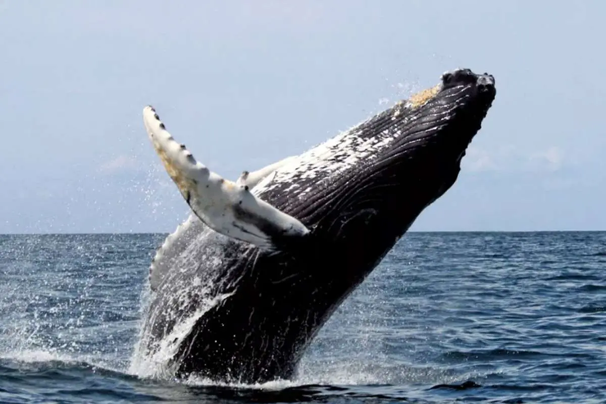 این نهنگ‌های باهوش ۷ برابر بیشتر شکار می‌کنند