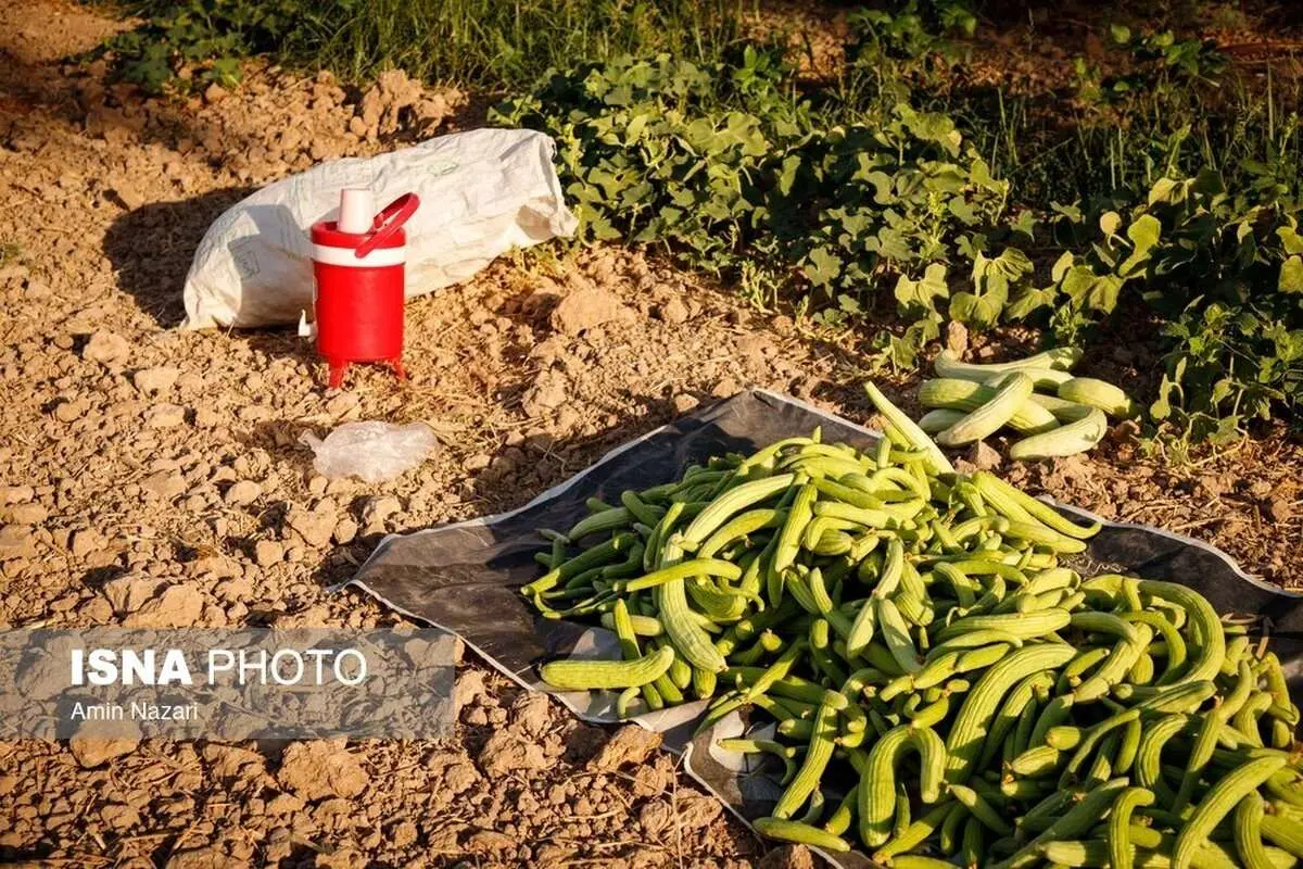 (تصاویر) برداشت خیار چنبر از مزارع شهرستان کارون