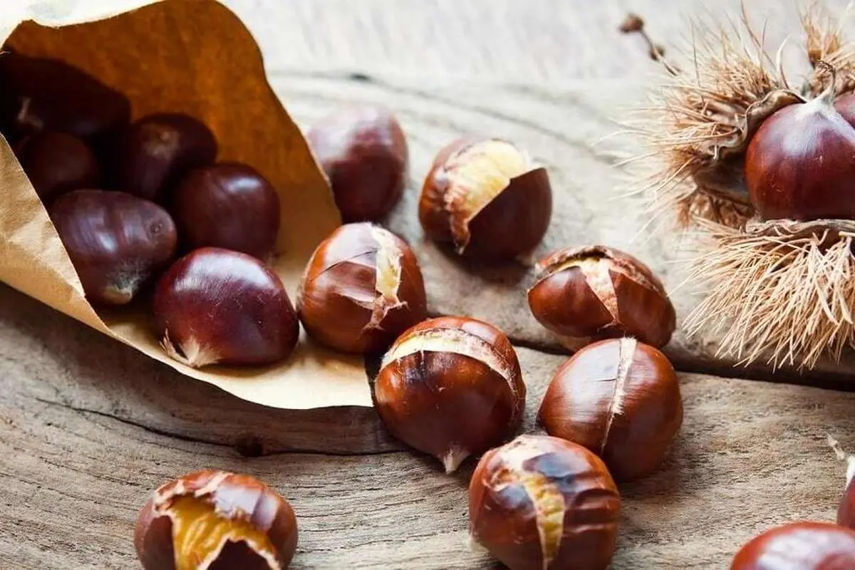 فواید مصرف میوه بلوط و درمان چندین بیماری