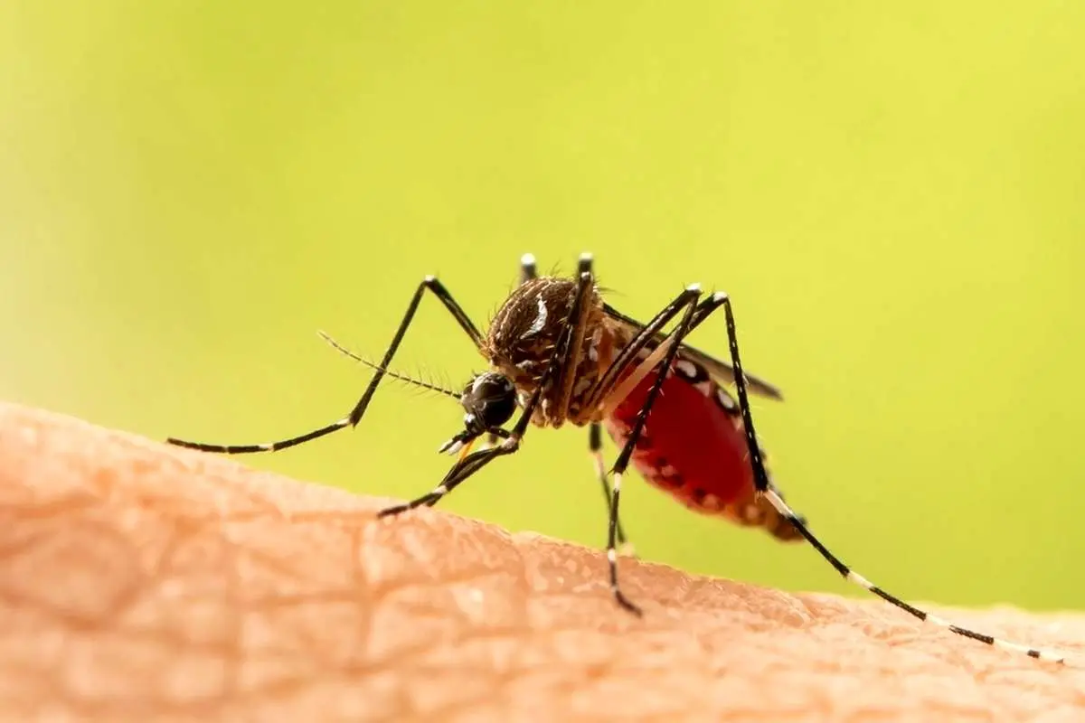 بهترین ترفند‌ها برای تسکین جای گزش پشه!