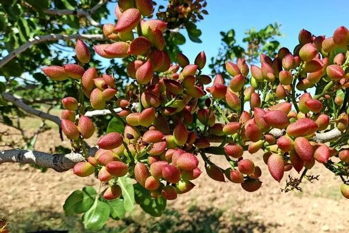 تولید پسته در کشور ۱۵ درصد افزایش یافت