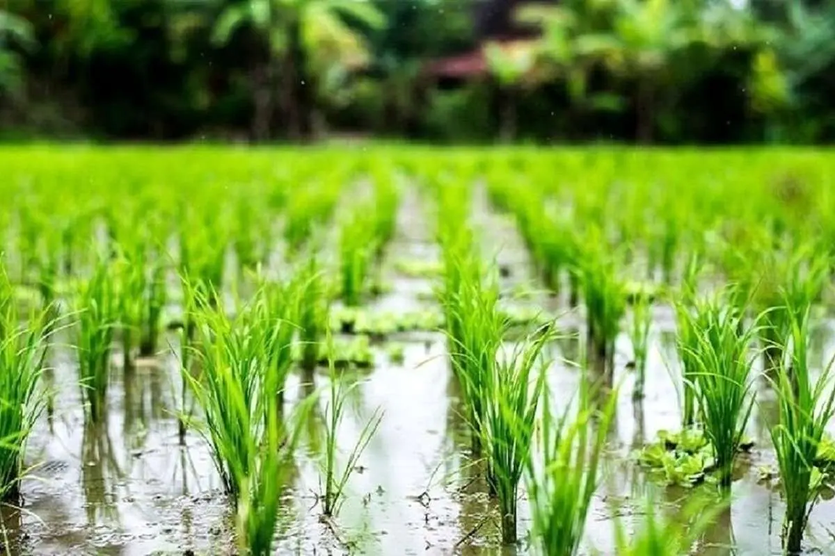 ۵۰۰ هزار تن کسری برنج؛ راهکار حل معضل چیست؟