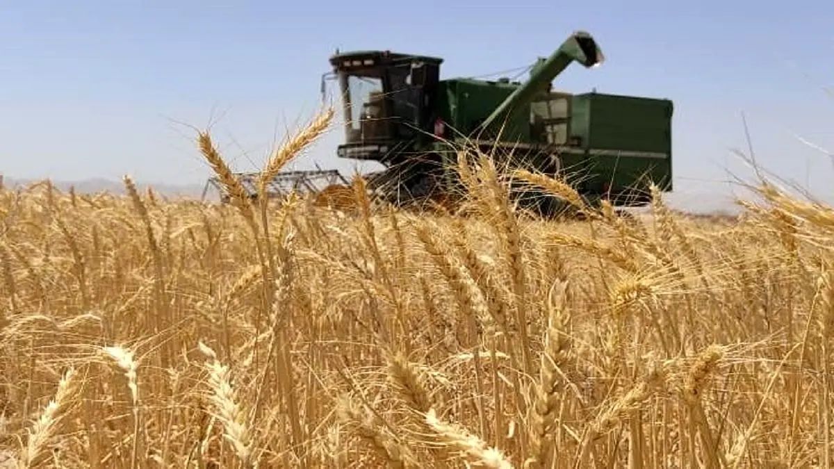 آغاز پرداخت تدریجی مطالبات گندم‌کاران