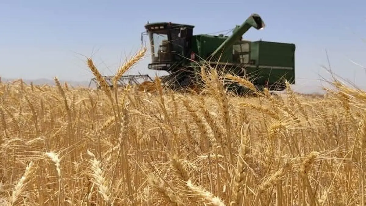 آغاز پرداخت تدریجی مطالبات گندم‌کاران