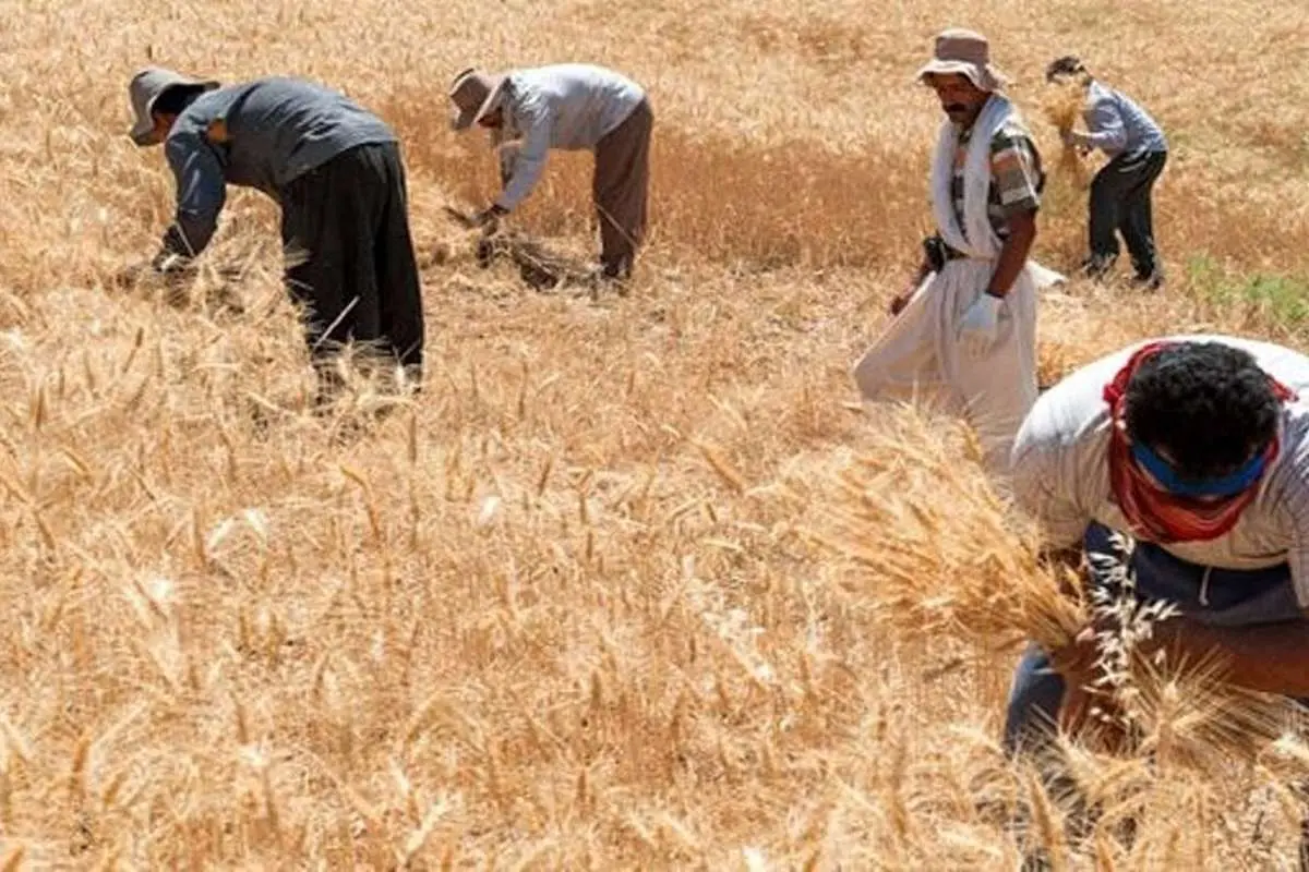 خبر خوش برای گندمکاران؛ زمان قطعی پرداخت مطالبات گندمکاران مشخص شد