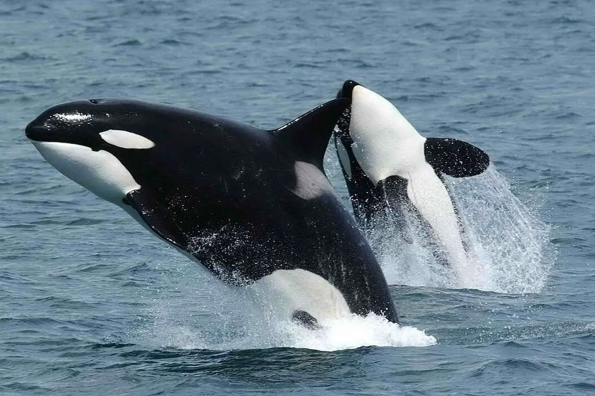 (ویدئو) دیده شدن دو نهنگ در اطراف سواحل کیش