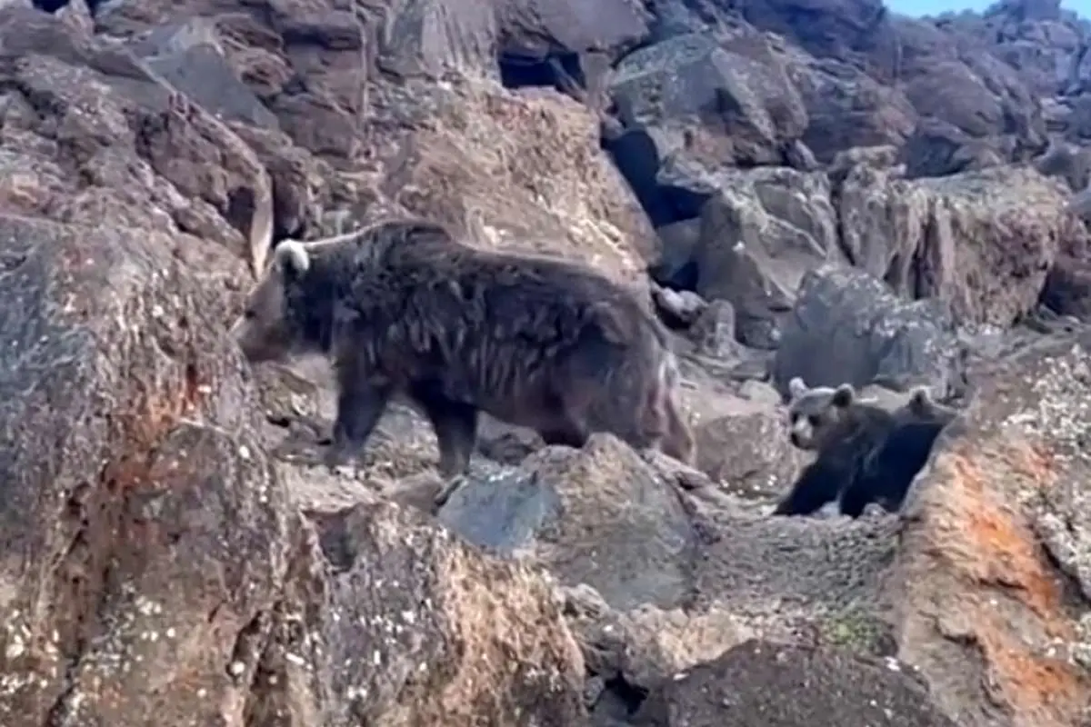 (ویدئو) عبور خانوادگی خرس سبلان از کنار کوهنوردان