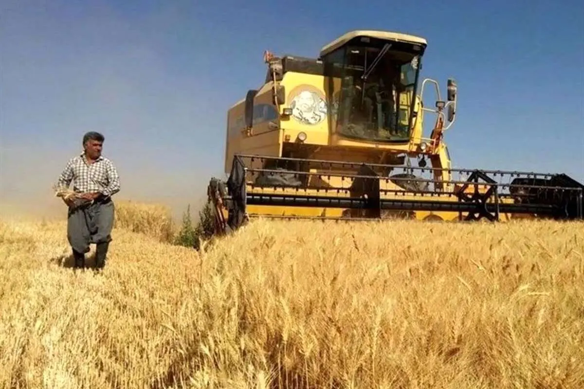 (ویدئو) قیمت گندم برای سال آینده تعیین شد