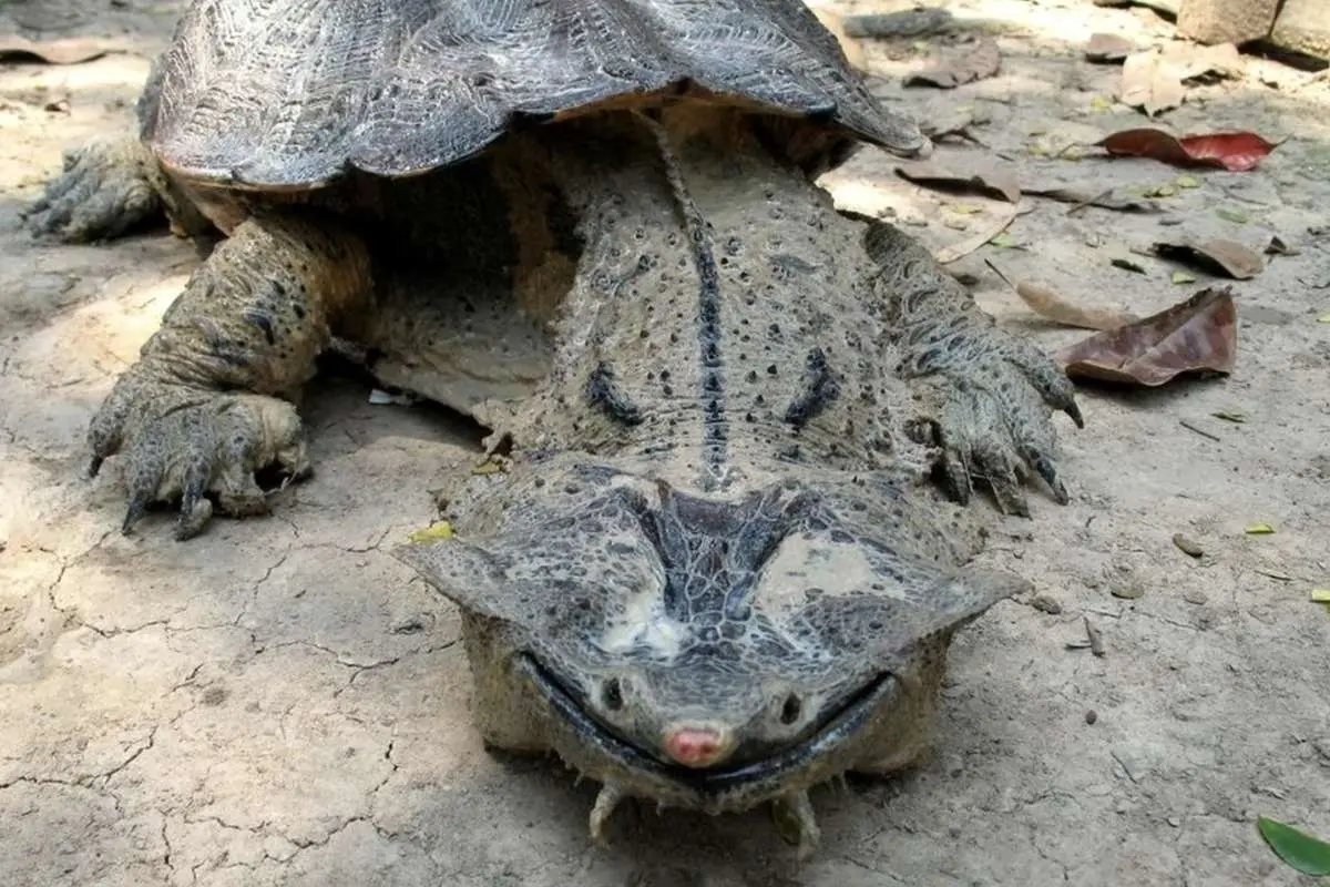 (ویدئو) ترسناک‌ترین لاکپشت دنیا