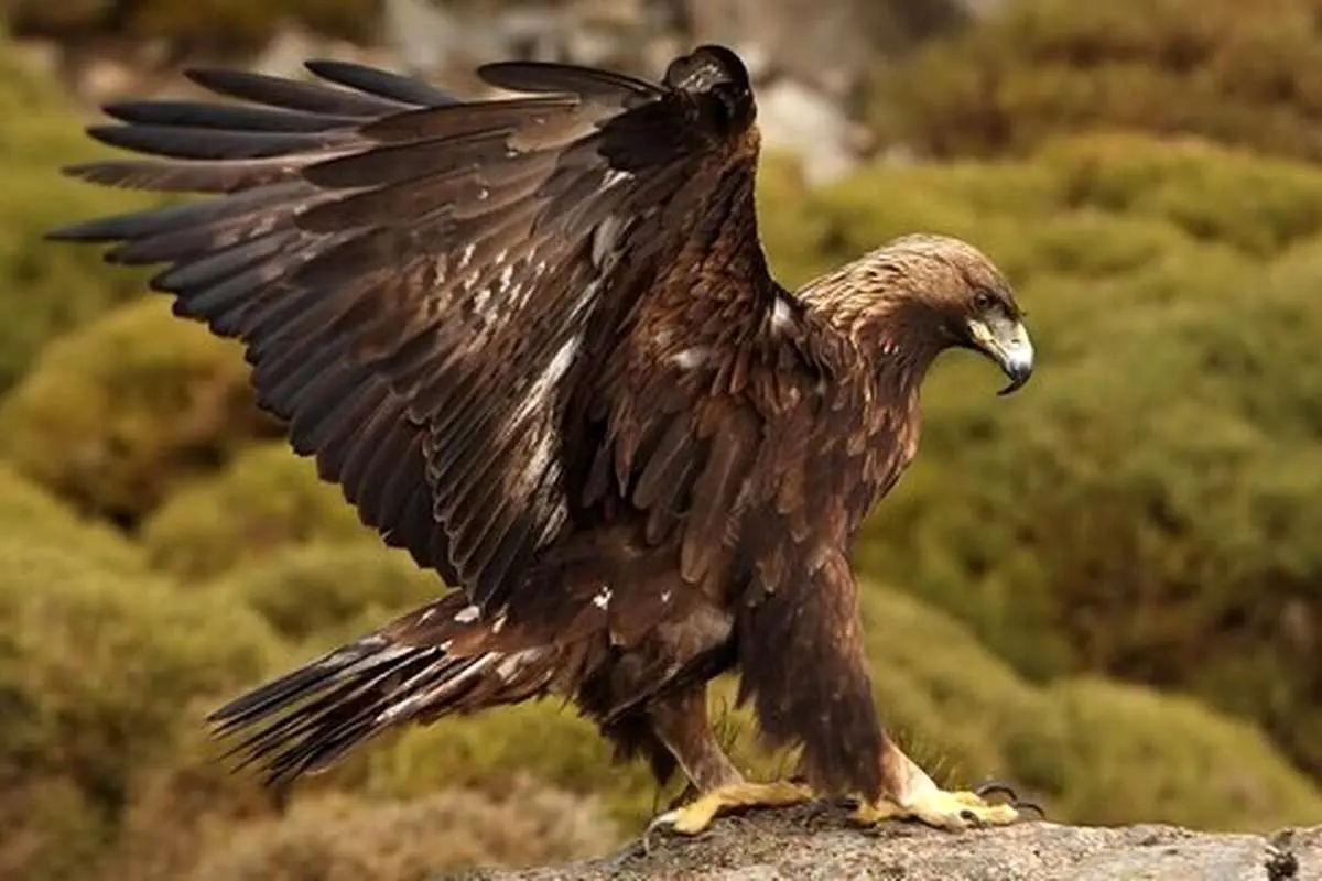 حمله عقاب طلایی به یک کودک ۲۰ ماهه