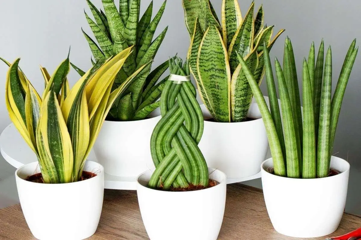 گل سانسوریا نماد چیست؟