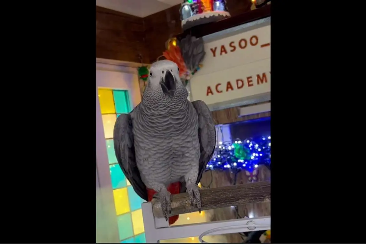 (ویدئو) واکنش جالب کاسکو سخنگو، به درخواست برای ترساندن طرفدارانش