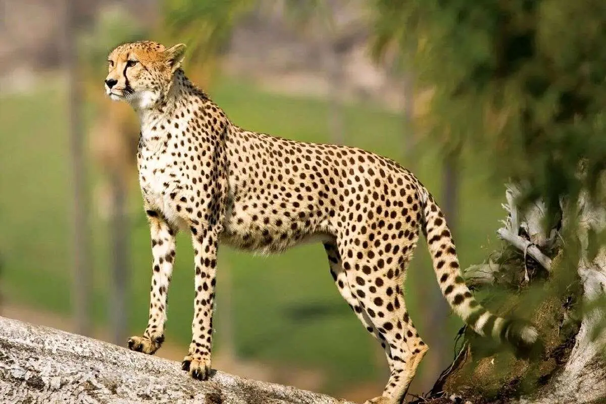 ثبت تصویر چهارمین پلنگ در کوه سفید دماوند