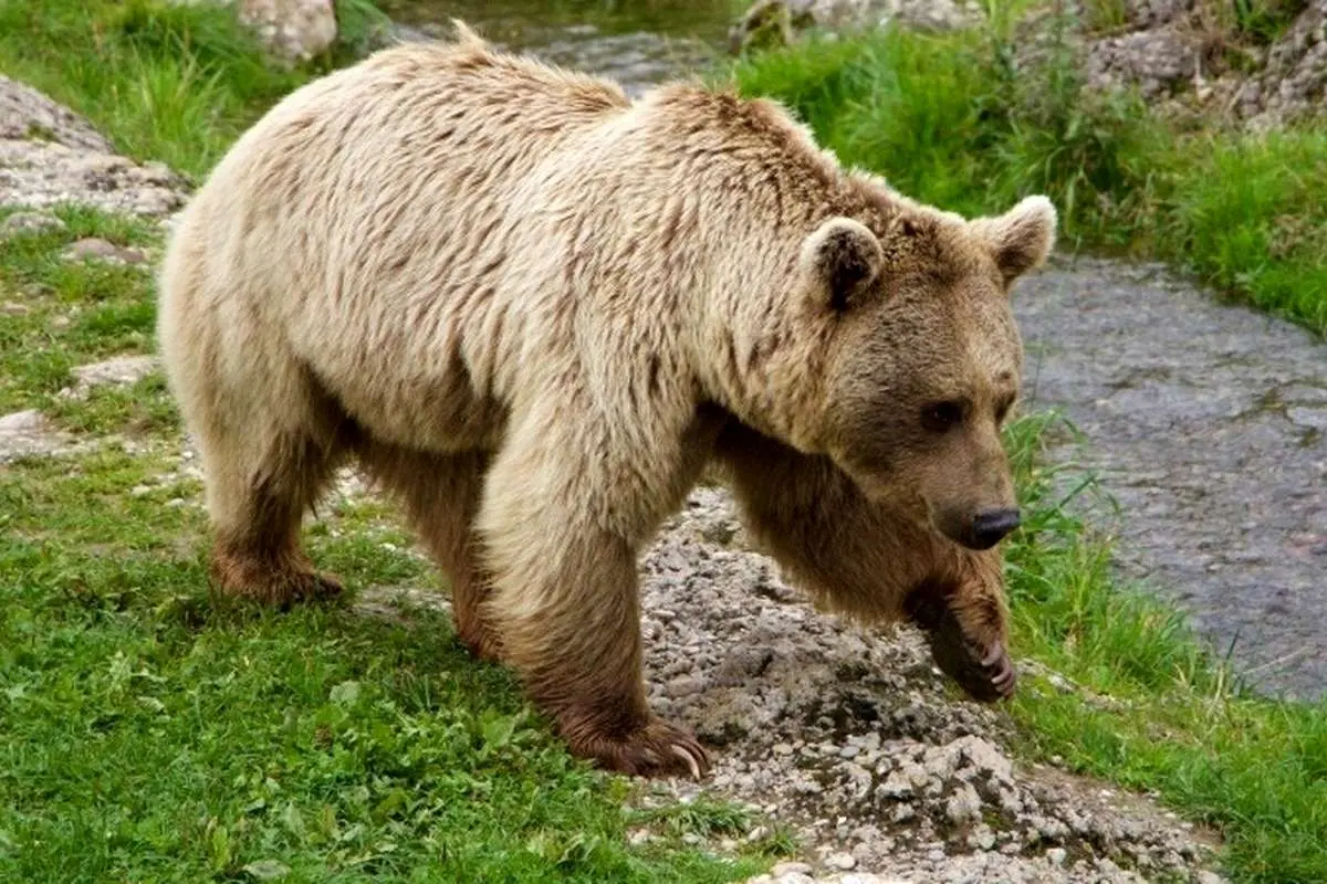 (ویدیو) خرس قهوه‌ای در حال خوردن آلو جنگلی