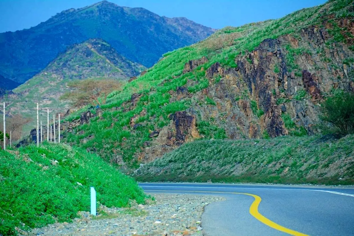 (ویدئو) کوههای مکه پس از بارندگی شدید سبز شده است