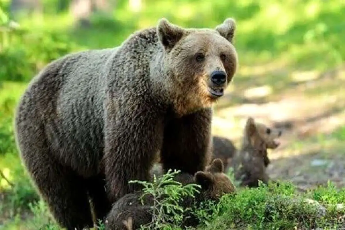 (ویدئو) پرسه یک خرس و توله‌هایش در جنگل‌های رامسر