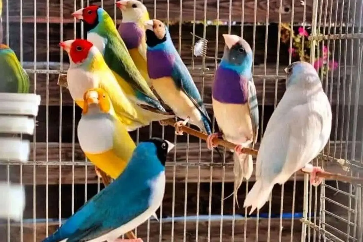 (ویدئو) فنچ گلدین؛ از جوجه‌ای بی رنگ تا نقاشی طبیعت!