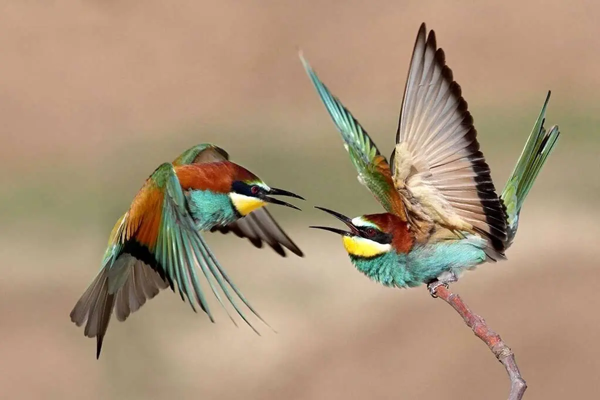 (ویدئو) ترفند شگفت‌انگیز زنبورخوار‌ها برای خوردن زنبور‌ها